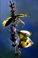 Mente et papillons
